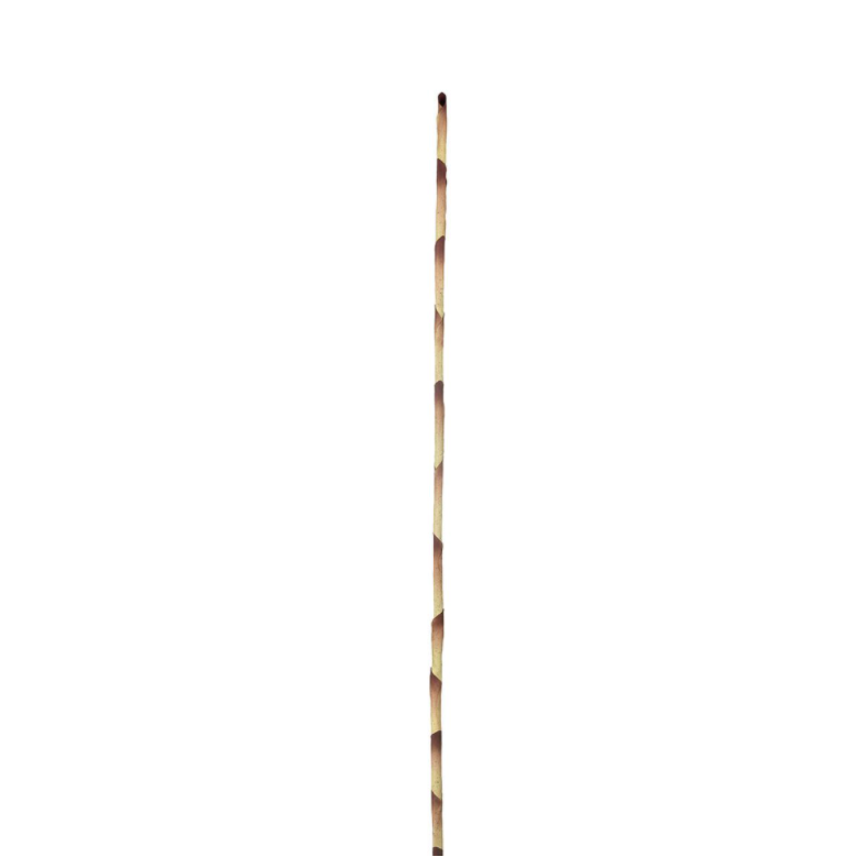 BAMBOO STEM