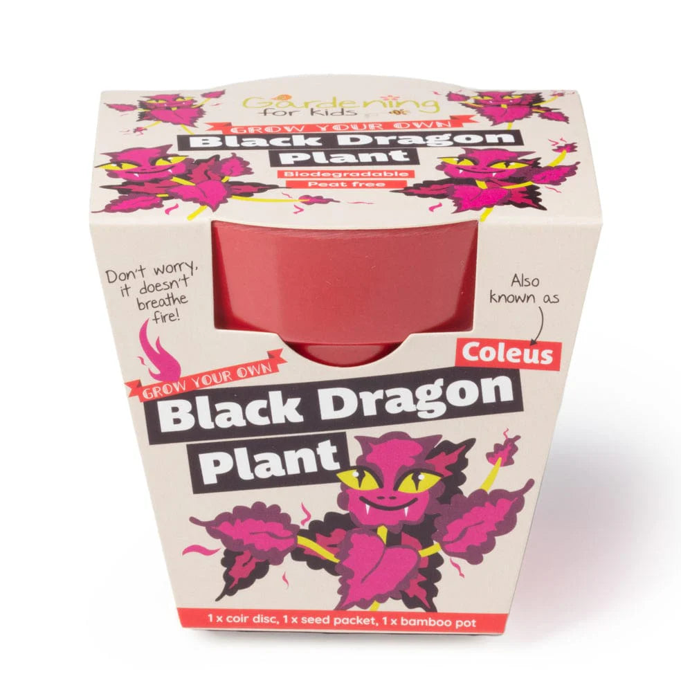 BLACK DRAGON PLANT GROWING KIT WITH POT