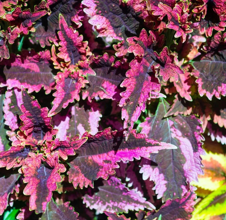 BLACK DRAGON PLANT GROWING KIT WITH POT