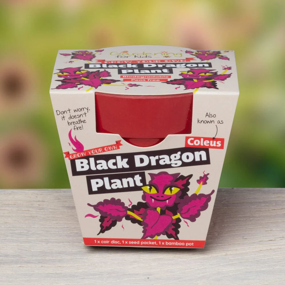 BLACK DRAGON PLANT GROWING KIT WITH POT