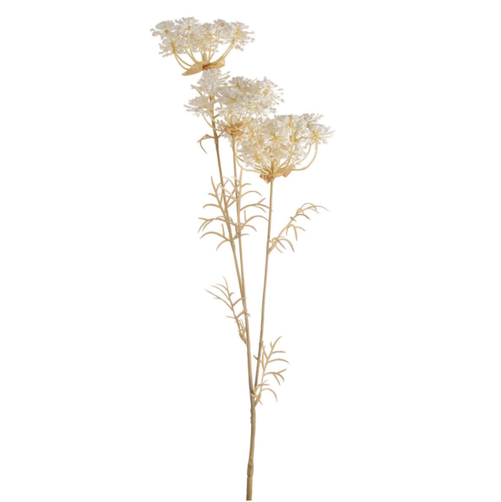 QUEEN ANNES LACE