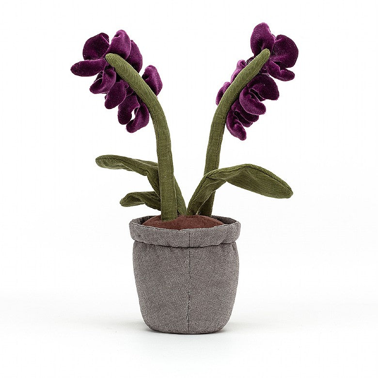 AMUSEABLE PURPLE ORCHID