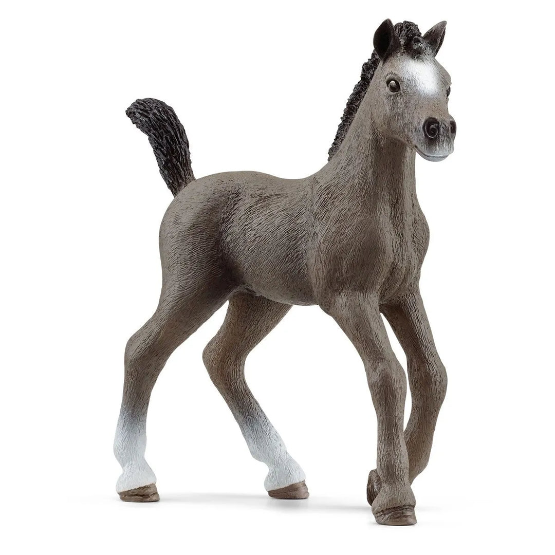 SELLE FRANCAIS FOAL