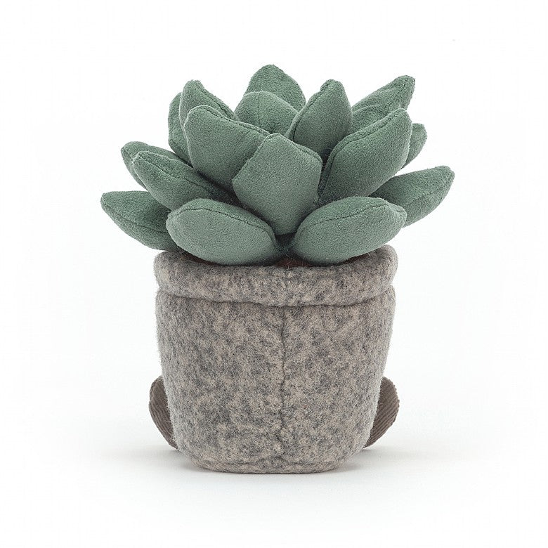 SILLY SUCCULENT AZULITA