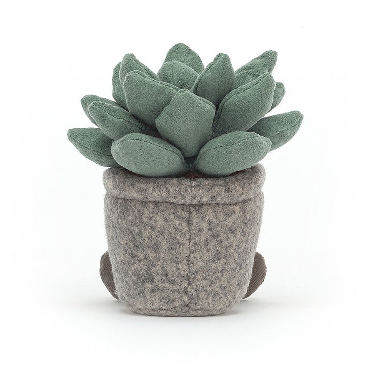 SILLY SUCCULENT AZULITA